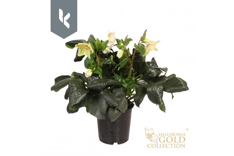 Helleborus hgc ice n roses white HGC Helleborus Ice N Roses White 100  