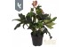 Helleborus hgc ice n roses rose 