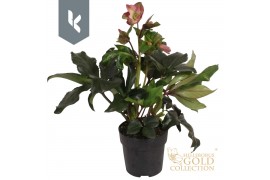 Helleborus hgc ice n roses rose