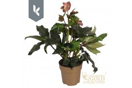 Helleborus hgc ice n roses rose Gouden pot