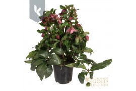 Helleborus hgc ice n roses red