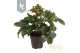 Helleborus hgc ice n roses early rose 