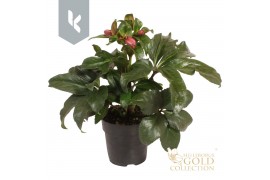 Helleborus hgc ice n roses early rose