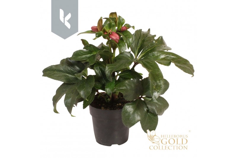 Helleborus hgc ice n roses early rose 