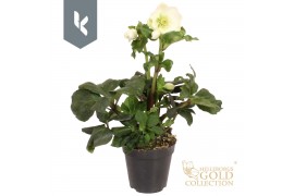 Helleborus HGC Winter Ballet Cozy White