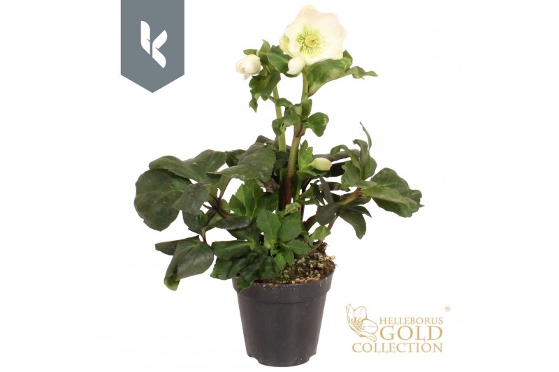 Helleborus HGC Winter Ballet Cozy White Helleborus HGC Winter Ballet Cozy White