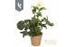 Helleborus HGC Winter Ballet Cozy White - Gouden pot 