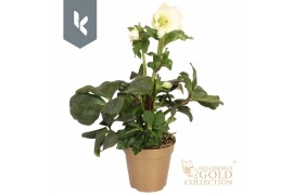 Helleborus HGC Winter Ballet Cozy White - Gouden pot