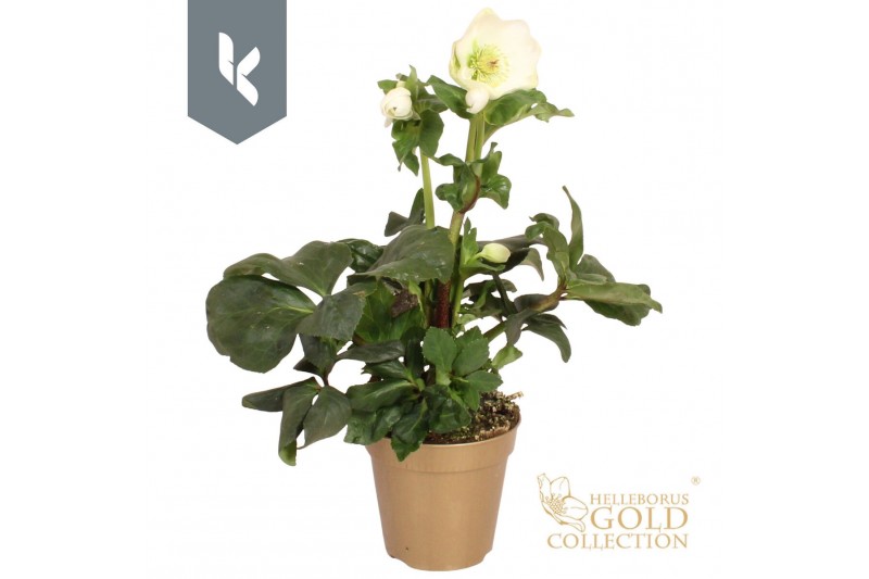 Helleborus HGC Winter Ballet Cozy White - Gouden pot Helleborus HGC Winter Ballet Cozy White - Gouden pot