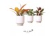 Philodendron Kolibri Greens Philodendron mix in Harmony pot 1 pp 