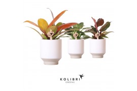 Philodendron Kolibri Greens Philodendron mix in Harmony pot 1 pp