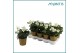 Helleborus niger christmas carol Helleborus Christmas Carol 12 cm Gold 