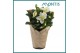 Helleborus niger christmas carol Helleborus Christmas Carol 12 cm in K 