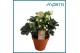 Helleborus niger christmas carol Helleborus Christmas Carol 12 cm in T 