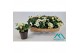 Helleborus niger christmas carol Helleborus Christmas Carol 12 cm Larg 