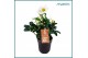 Helleborus niger christmas carol Helleborus Christmas Carol 12 cm Larg 