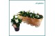 Helleborus niger christmas carol Helleborus Christmas Carol 12 cm Larg 