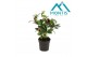 Helleborus orientalis Helleborus Orientalis Early Red 12 cm 10 bl. 1 p 