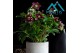 Helleborus orientalis Helleborus Orientalis Early Red 12 cm 10 bl. 1 p 