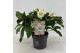 Helleborus orientalis Helleborus Orientalis VIV Double Flowered "Amali 