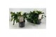 Helleborus orientalis Helleborus Orientalis VIV Double Flowered "Amali 