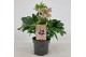 Helleborus orientalis Helleborus Orientalis VIV Single Flowered Bicolo 