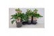 Helleborus orientalis Helleborus Orientalis VIV Single Flowered Bicolo 