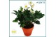 Helleborus niger christmas carol Helleborus Christmas Carol 15 cm in T 