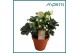 Helleborus niger christmas carol Helleborus Christmas Carol 15 cm in T 