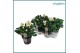Helleborus niger christmas carol Helleborus Christmas Carol 15 cm Larg 