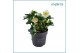 Helleborus niger christmas carol Helleborus Christmas Carol 15 cm Medi 