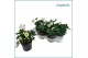 Helleborus niger christmas carol Helleborus Christmas Carol 15 cm Medi 