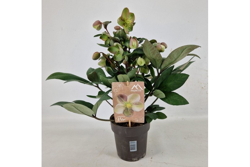 Helleborus x ericsmithii viv valeria Helleborus Orientalis VIV Single  