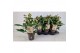 Helleborus x ericsmithii viv valeria Helleborus Orientalis VIV Single  