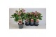 Helleborus orientalis Helleborus Orientalis VIV Double Flowered 19 cm  