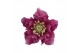 Helleborus orientalis Helleborus Orientalis VIV Double Flowered 19 cm  