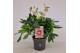 Helleborus orientalis Helleborus Orientalis VIV Double Flowered Bicolo 
