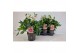 Helleborus orientalis Helleborus Orientalis VIV Double Flowered Bicolo 
