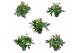 Helleborus orientalis Helleborus Orientalis VIV Single & Double Flower 