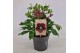 Helleborus orientalis Helleborus Orientalis VIV Single Flowered 19 cm  