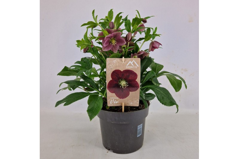 Helleborus orientalis Helleborus Orientalis VIV Single Flowered 19 cm  
