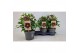 Helleborus orientalis Helleborus Orientalis VIV Single Flowered 19 cm  