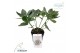 Helleborus orientalis verboom cinderella Helleborus Orientalis Cindere 