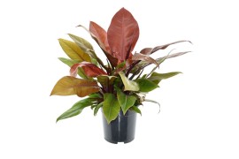 Philodendron prince of orange