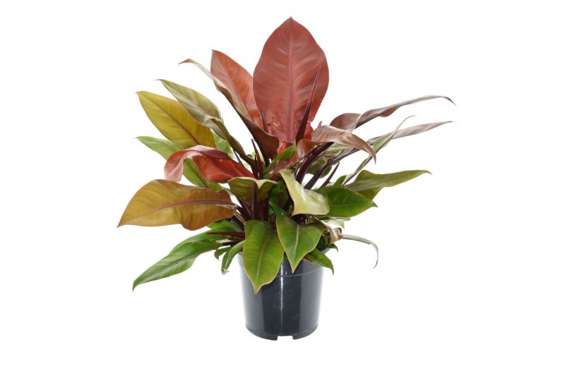Philodendron prince of orange 