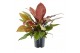 Philodendron prince of orange 