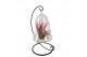 Tillandsia arrangement Christmas clock hanger mix 