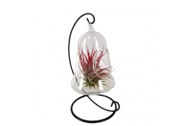 Tillandsia arrangement Christmas clock hanger mix
