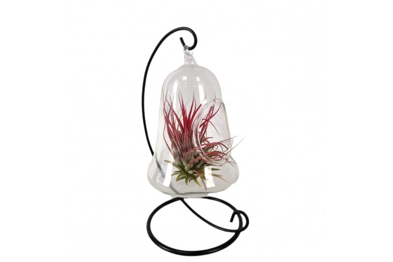 Tillandsia arrangement Christmas clock hanger mix 