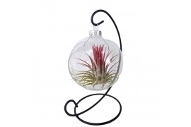 Tillandsia arrangement Christmas ball hanger mix